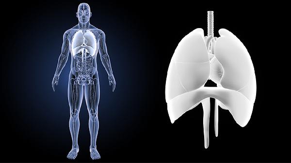 它是身体的“发动机”？4个知识深化了解！